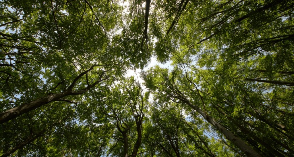 Forêts enchantées : le pouvoir de la Nature pour une escapade équilibrée