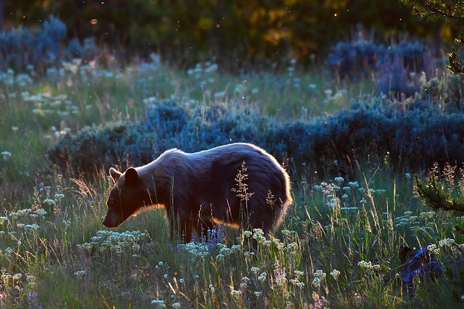 Yellowstone, safari, nuit, ours, animaux