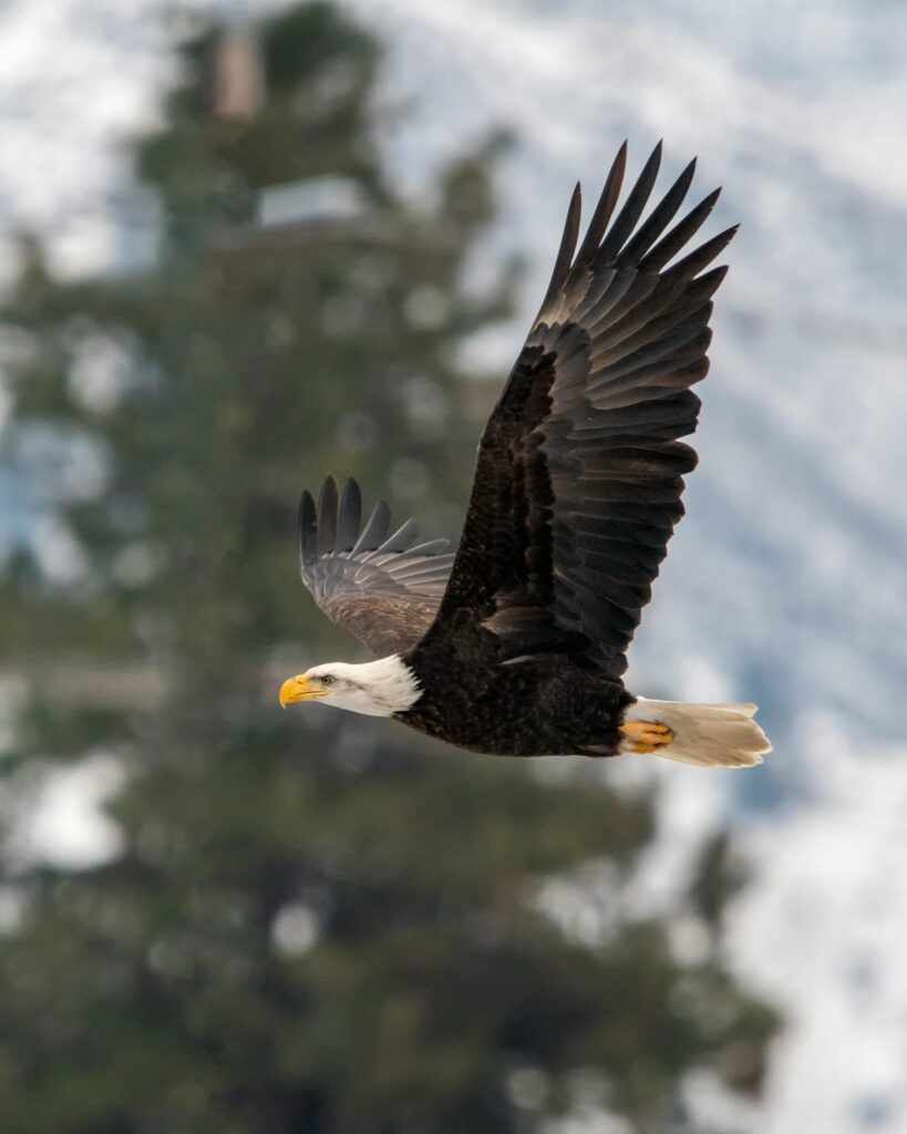 aigle pygargue à tête blanche, ailes, observation