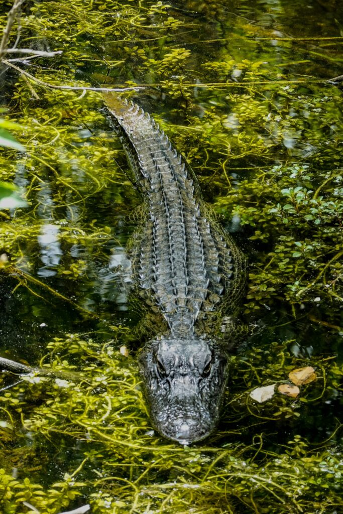 Alligators, bayous, Louisiane, 