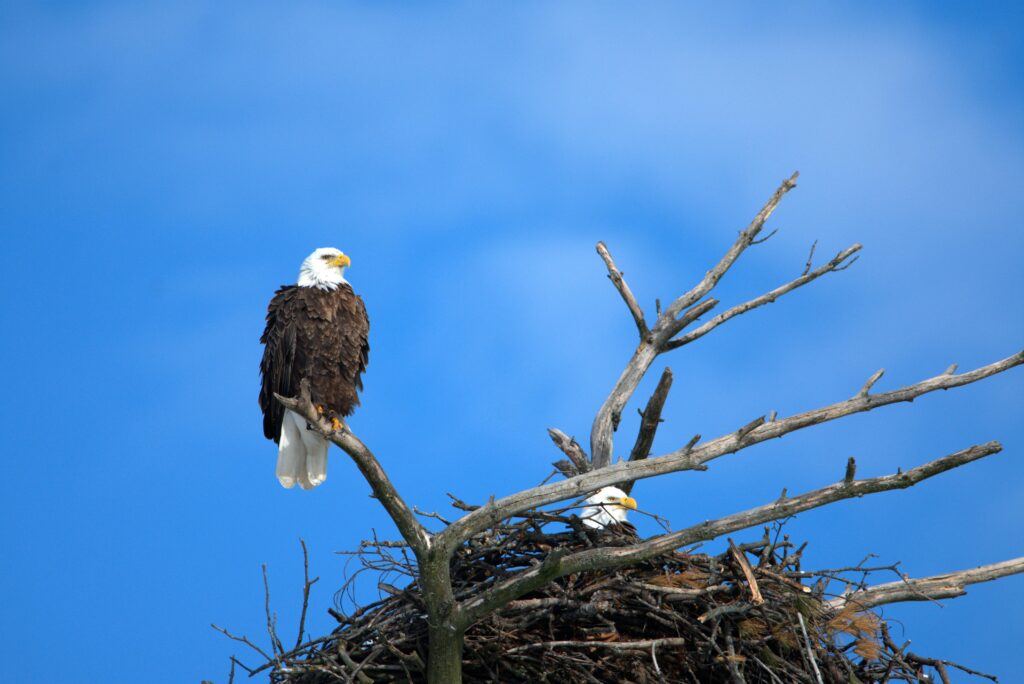 aigles pygargues à tête blanche, observation, perché