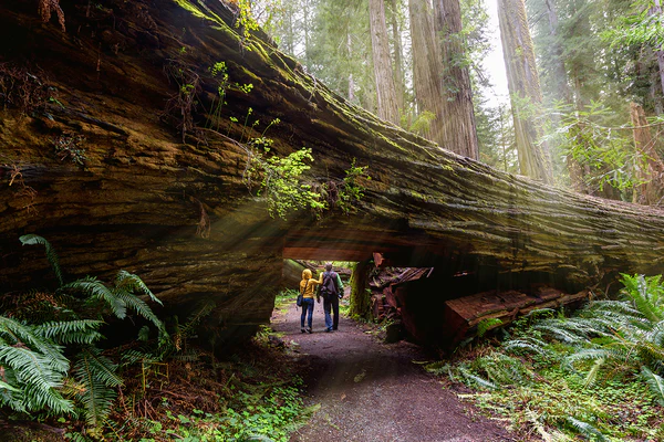 Parc national de Redwood, séquoias