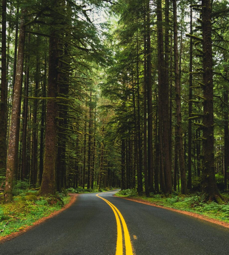 Parc national de Redwood, séquoias